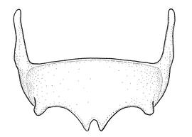   Anthidium palliventre  male, diagram showing ventral view of sixth sternum (S6), diagram from Gonzalez and Griswold 2013 
